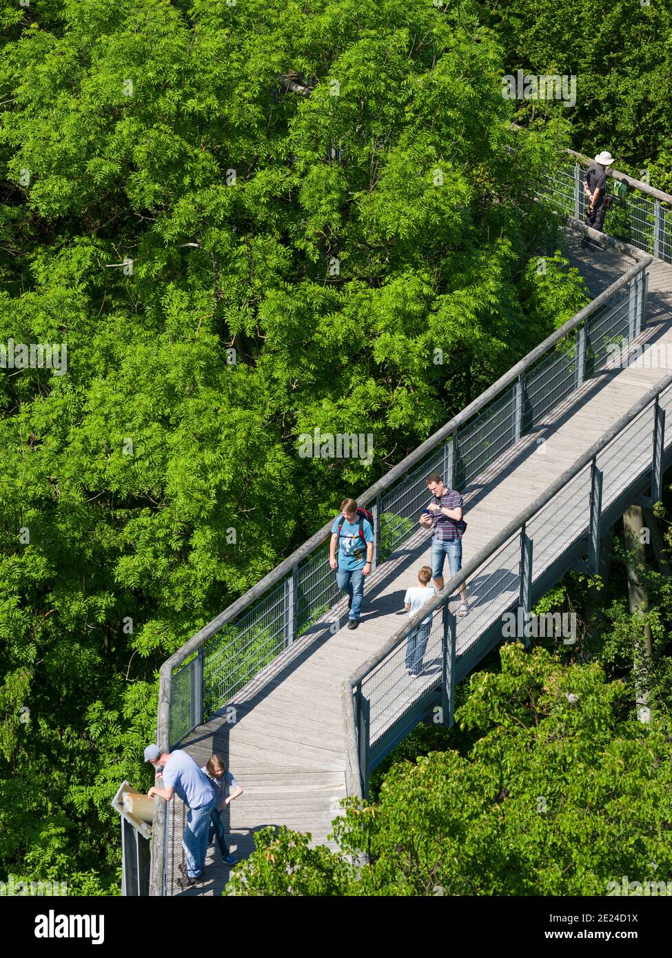 Canopy Walk.  The woodland Hainich in Thuringia, National Park and  part of the UNESCO world heritage - Primeval Beech Forests of the Carpathians and Stock Photo