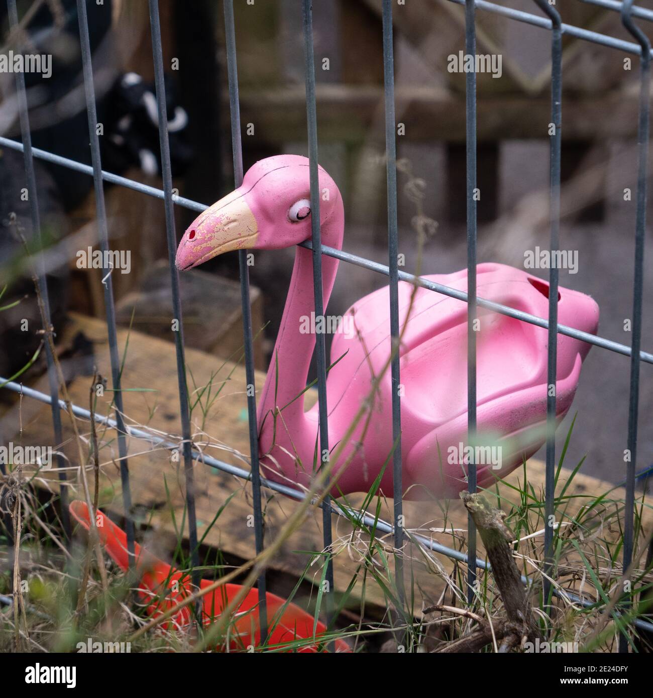 Help, let me out! A toy flamingo trying to escape from a local nursery at Leigh Park Community Centre, Westbury, Wiltshire, England, UK. Stock Photo