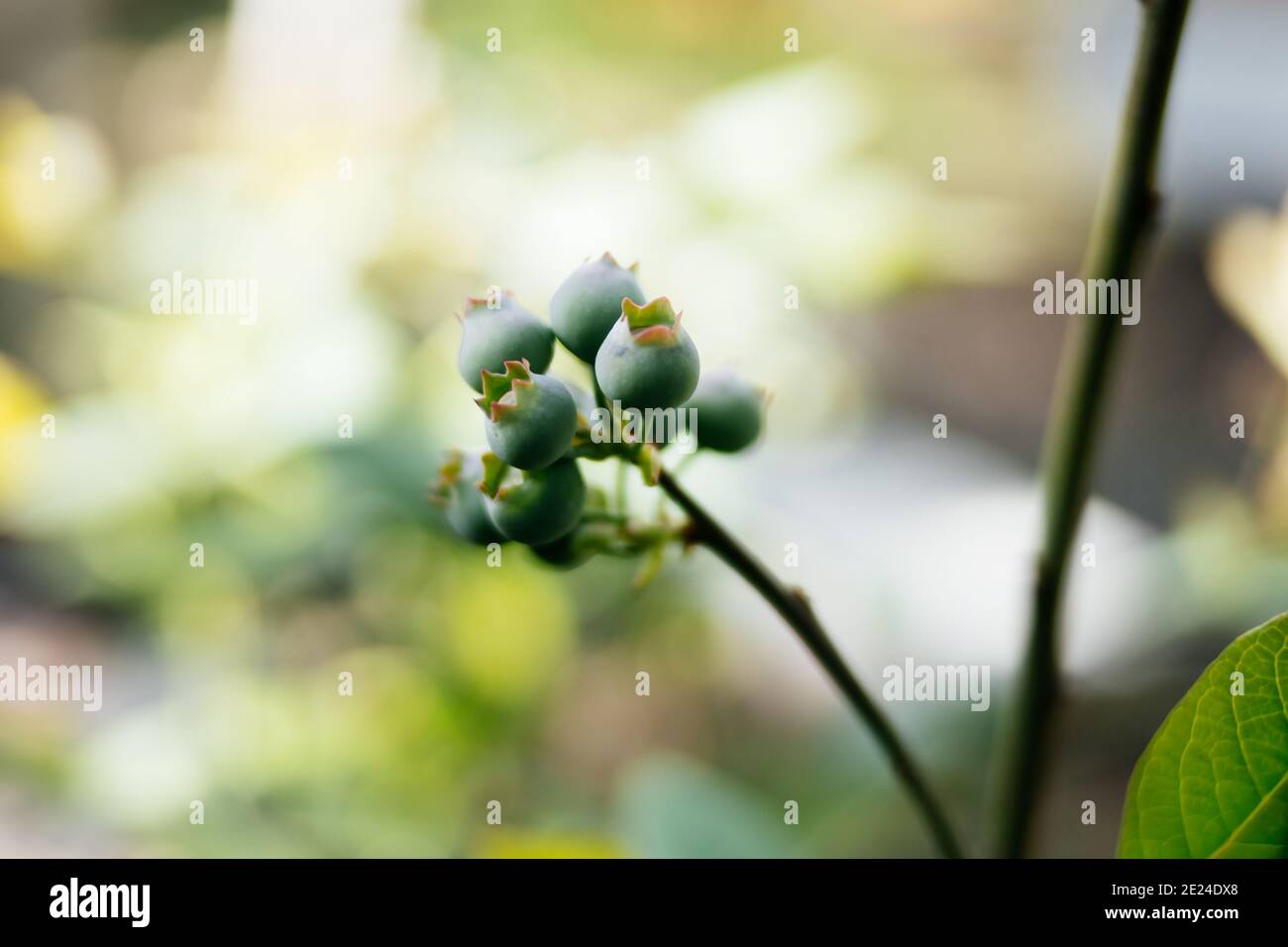 Cluster of blueberries growing on a young blueberry bush Stock Photo