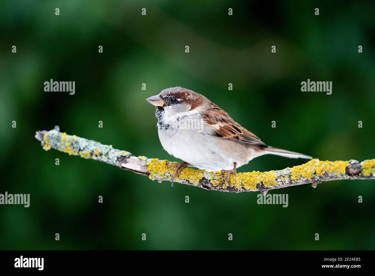 House sparrow (Passer domesticus Stock Photo - Alamy