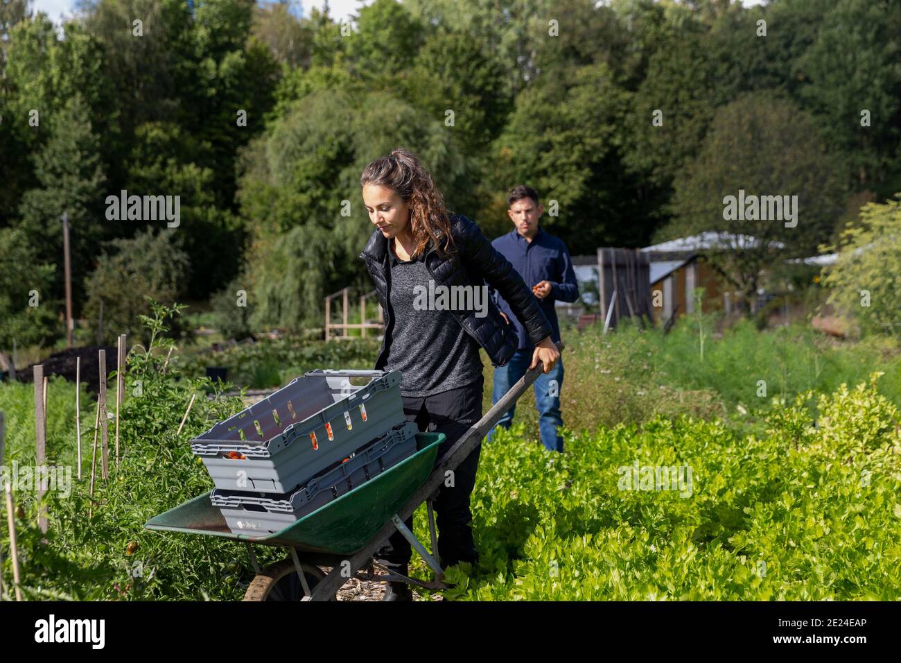 Woman pushing wheelbarrow on allotment Stock Photo - Alamy