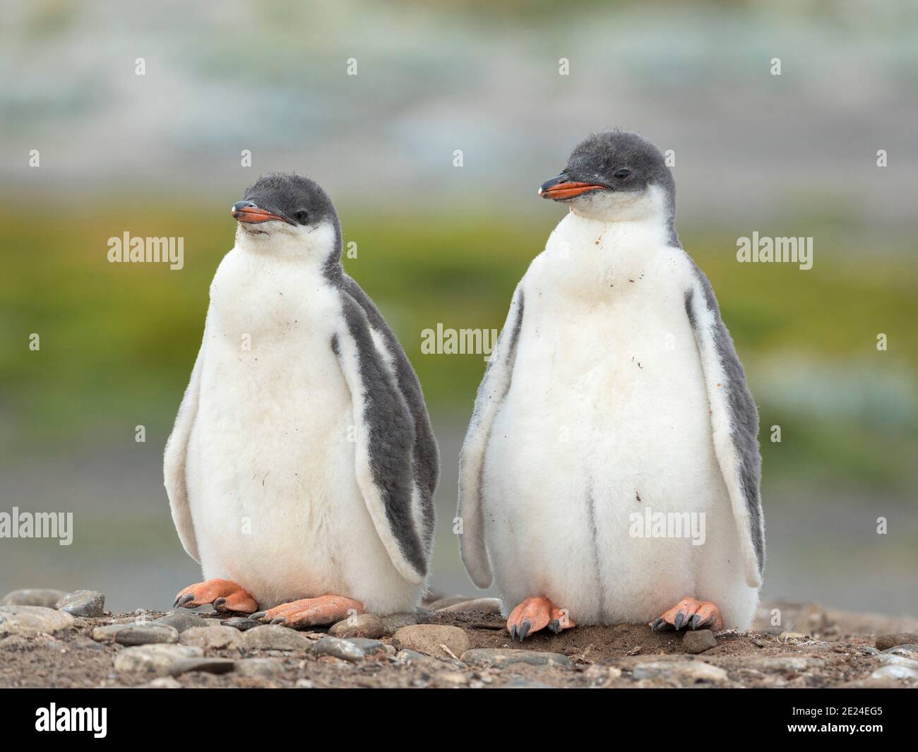 Two chicks. Gentoo penguin (Pygoscelis papua) on the Falkland Islands. South America, January Stock Photo