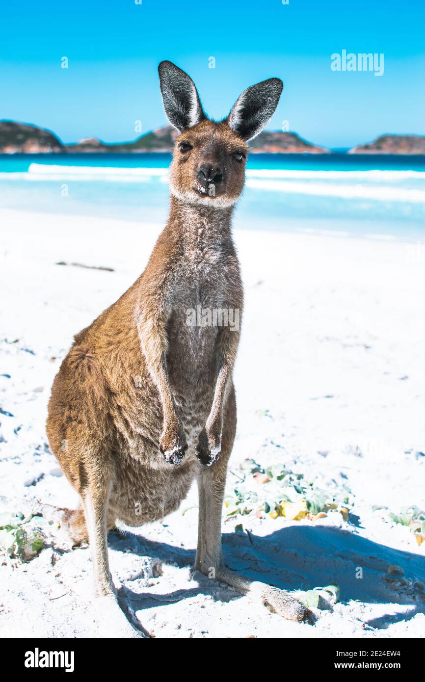 A friendly Kangaroo on an immaculate white sand beach in Cape Le Greand National Park, Western Australia. At 8am in the morning, no one were on the be Stock Photo