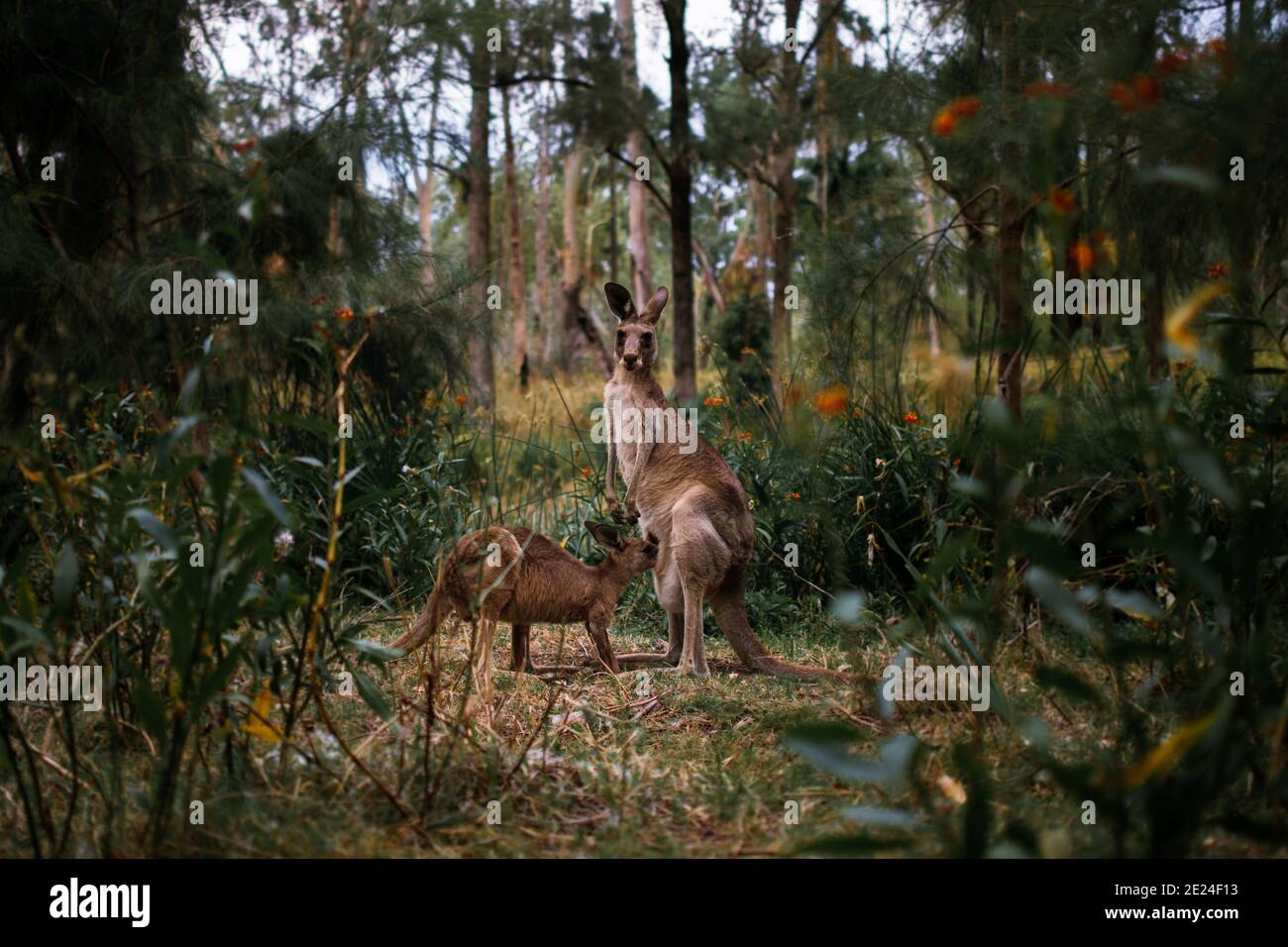 Mom feeding joey kangaroo in the bush, roo family mother and baby Stock Photo