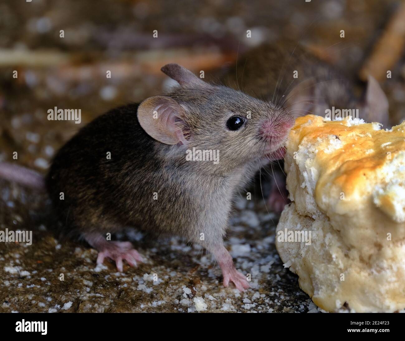 The house mouse is a small mammal of the order Rodentia, characteristically having a pointed snout, large rounded ears, and a long and hairy tail. Stock Photo