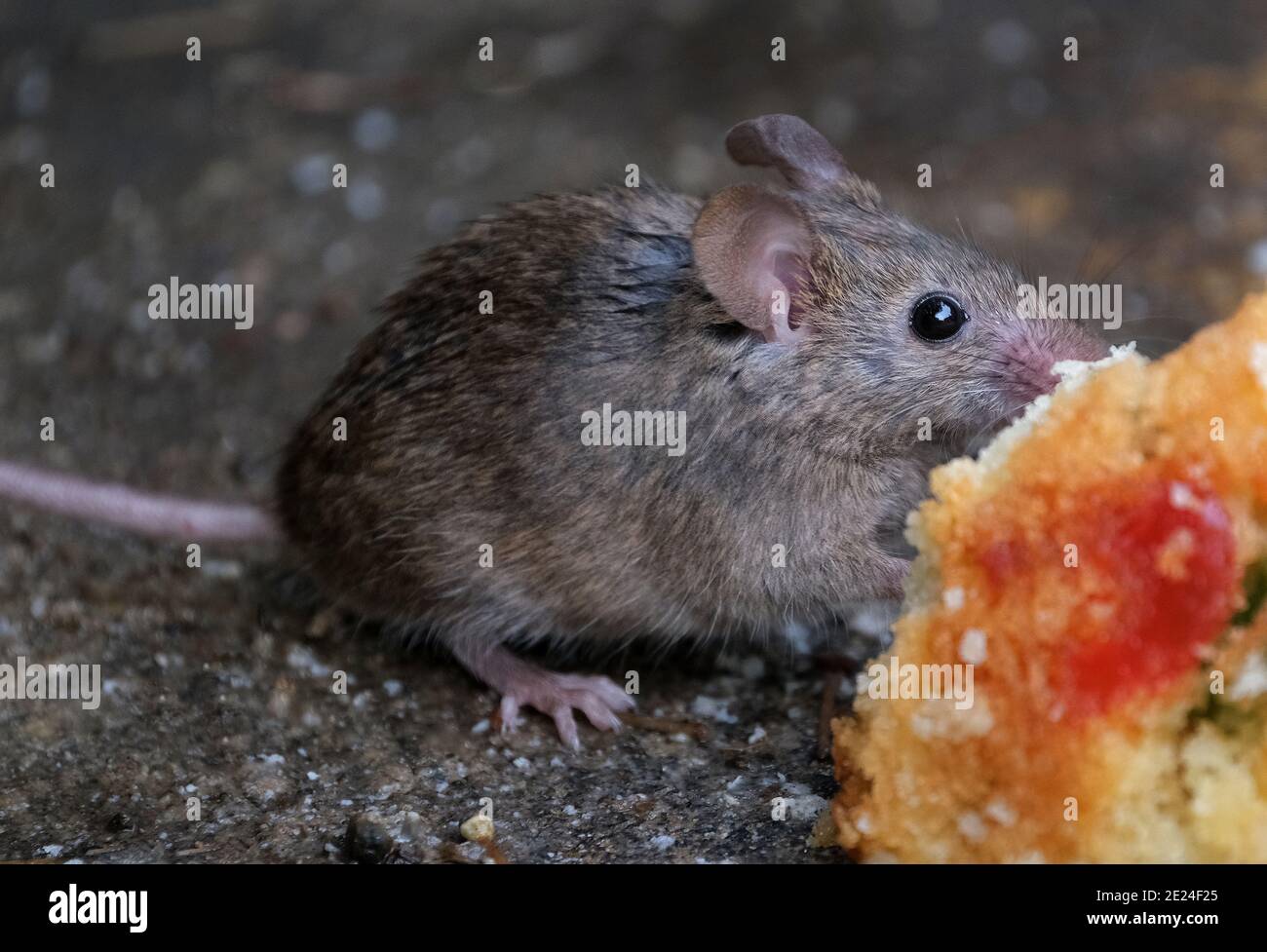 The house mouse is a small mammal of the order Rodentia, characteristically having a pointed snout, large rounded ears, and a long and hairy tail. Stock Photo