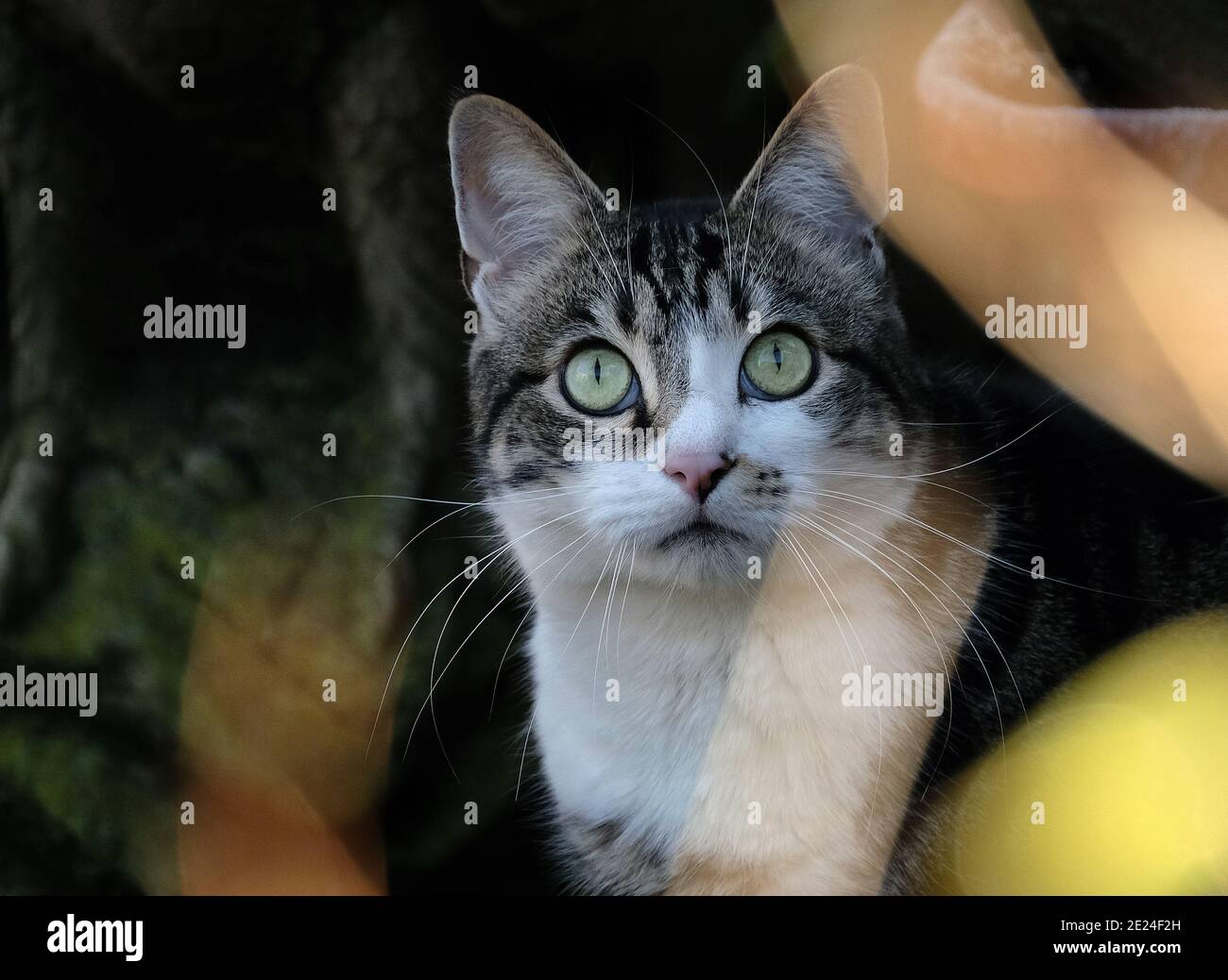 Pet cat waiting in ambush for birds and mice in urban house garden Stock Photo Alamy