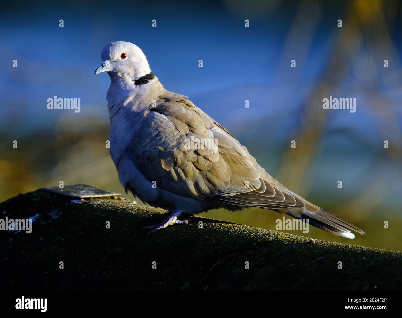 The Eurasian collared dove is a dove species native to Europe and Asia; it was introduced to Japan, North America and islands in the Caribbean Stock Photo
