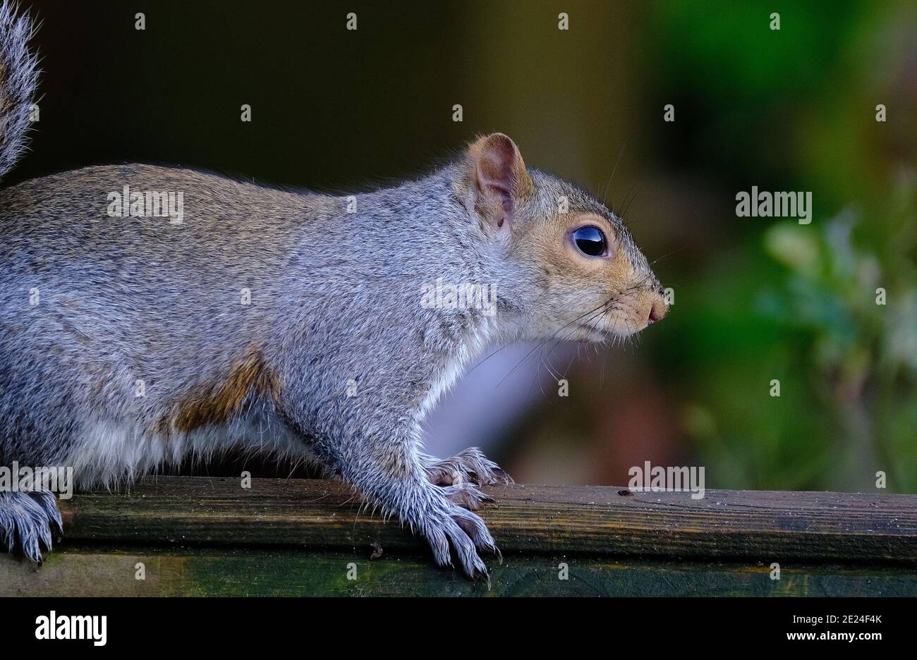 Grey squirrel in urban house garden feeding on peanuts from box. Stock Photo