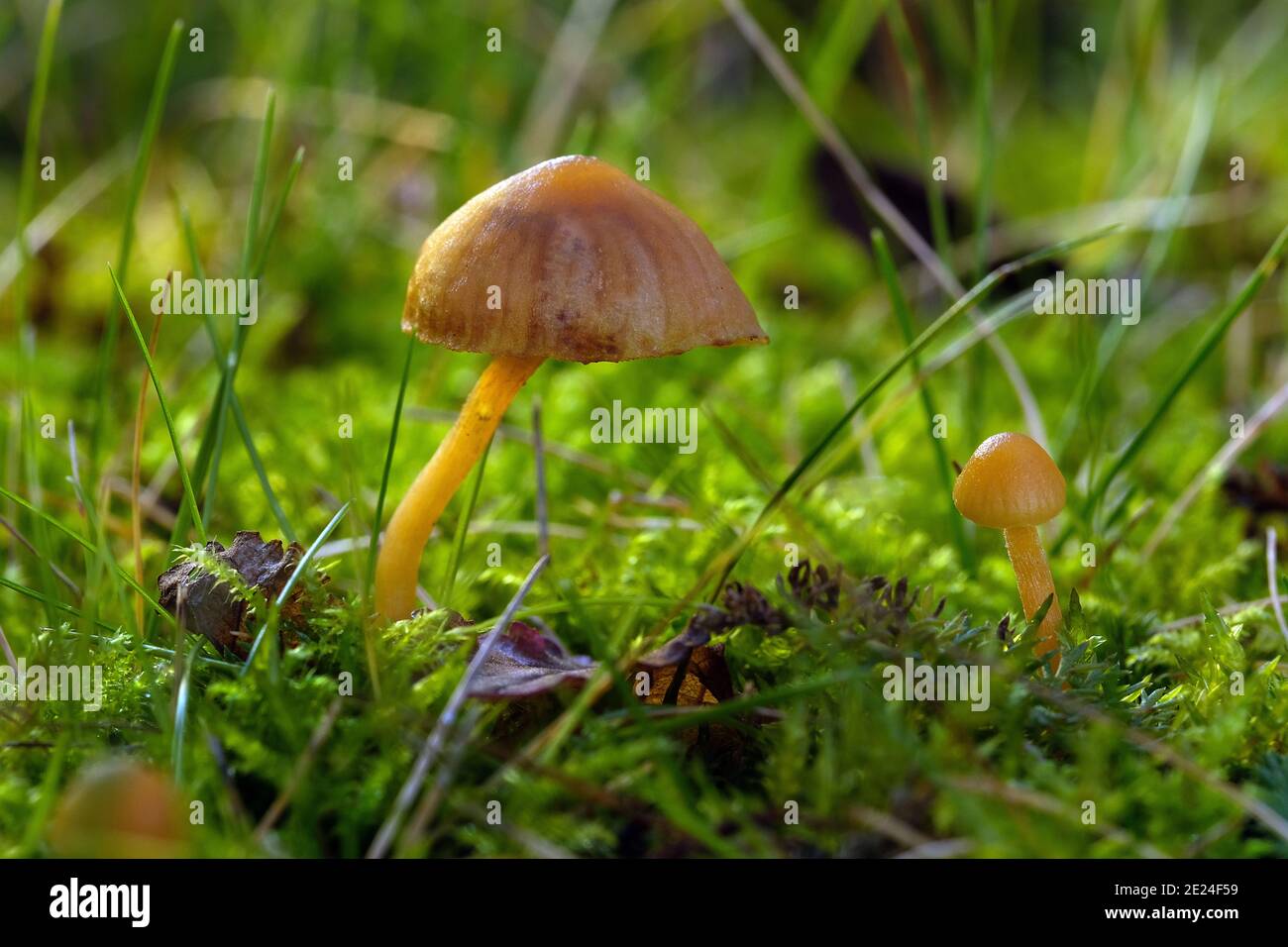 Tiny toadstools hi-res stock photography and images - Alamy