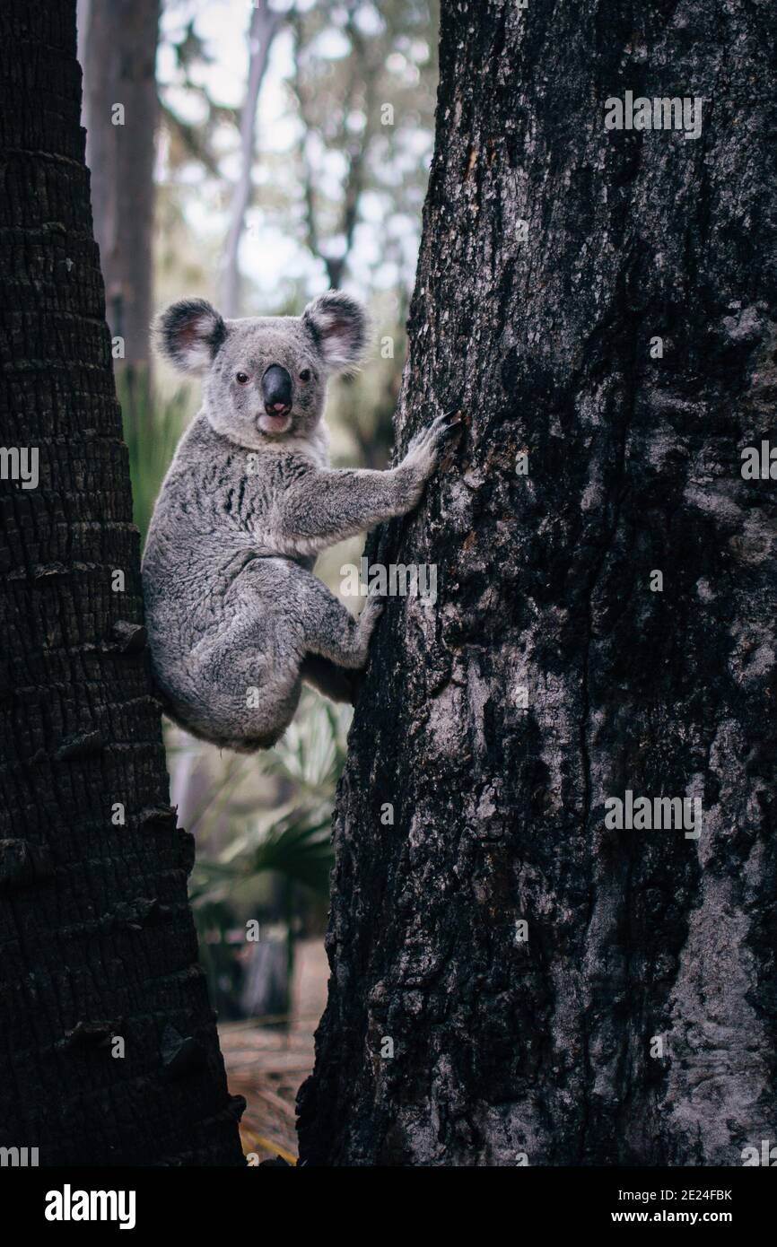 Portrait of sitting bear hi-res stock photography and images - Alamy