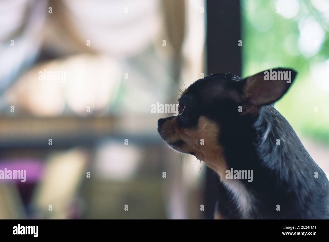 Chihuahua dog on the windowsill. Pet waiting for its owner by the