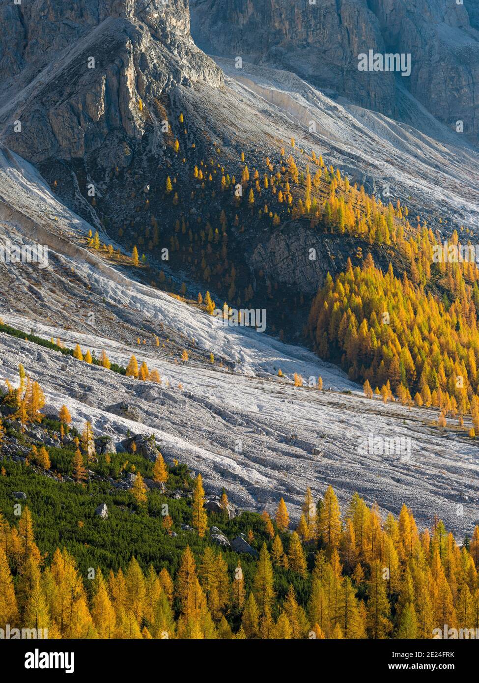 Golden larches (larix) in  Val Venegia.  Pala mountain range (Pale di San Martino) in the dolomites of Trentino. Pala is part of the UNESCO world heri Stock Photo