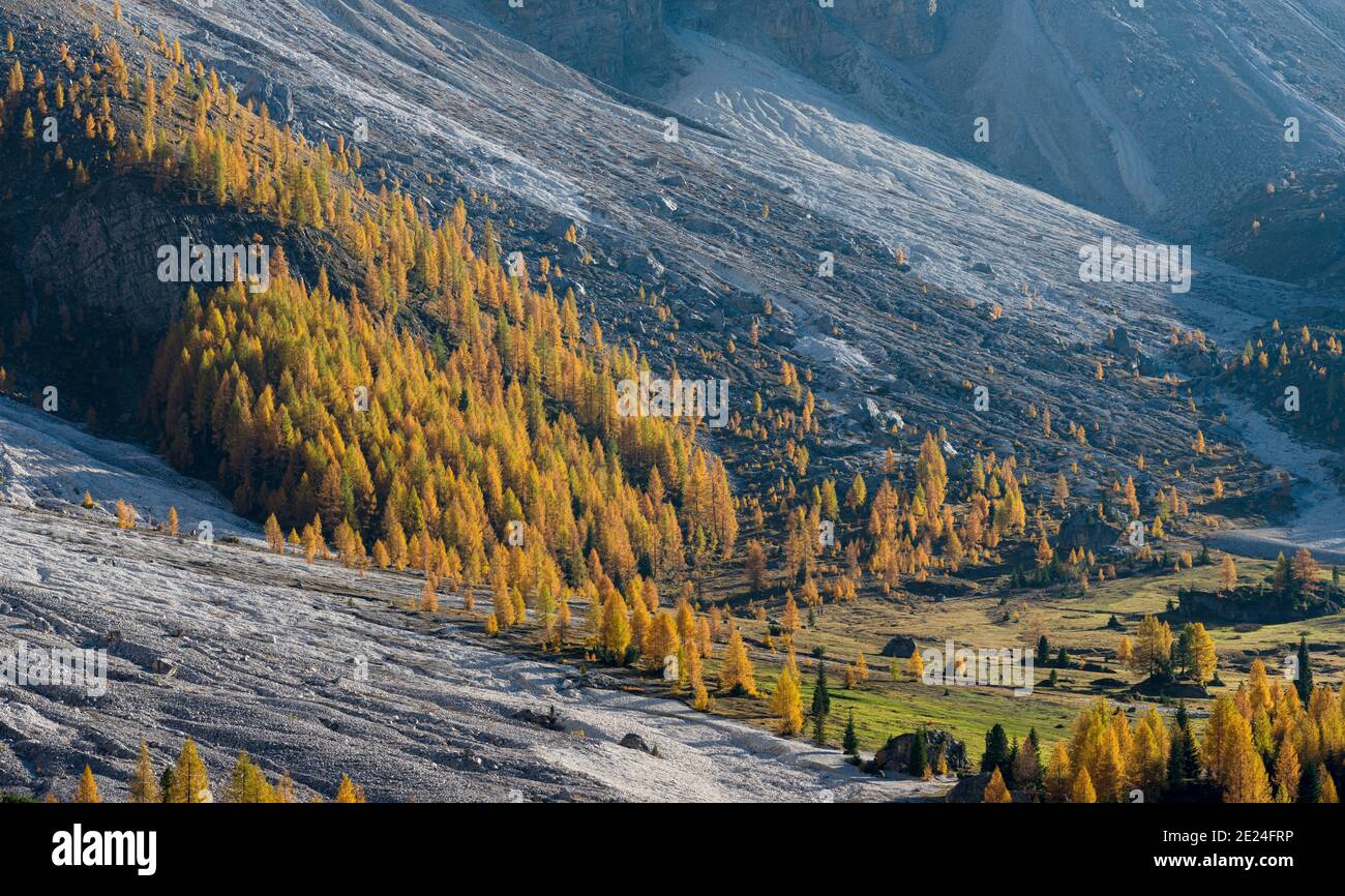 Golden larches (larix) in  Val Venegia.  Pala mountain range (Pale di San Martino) in the dolomites of Trentino. Pala is part of the UNESCO world heri Stock Photo