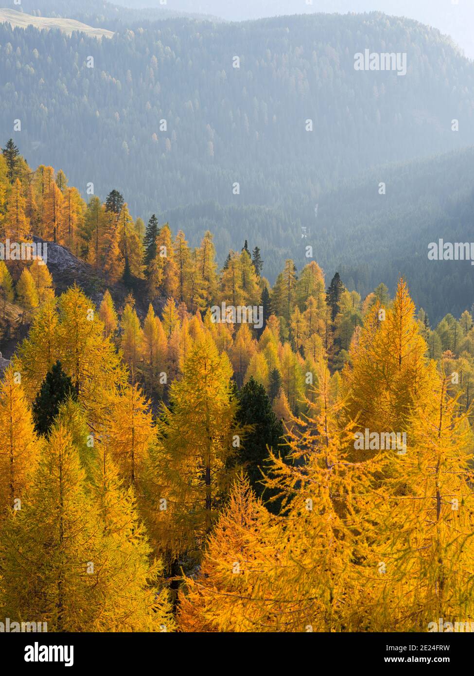 Forest with golden larches (larix) at Passo di Valles.   Pala mountain range (Pale di San Martino) in the dolomites of Trentino. Pala is part of the U Stock Photo