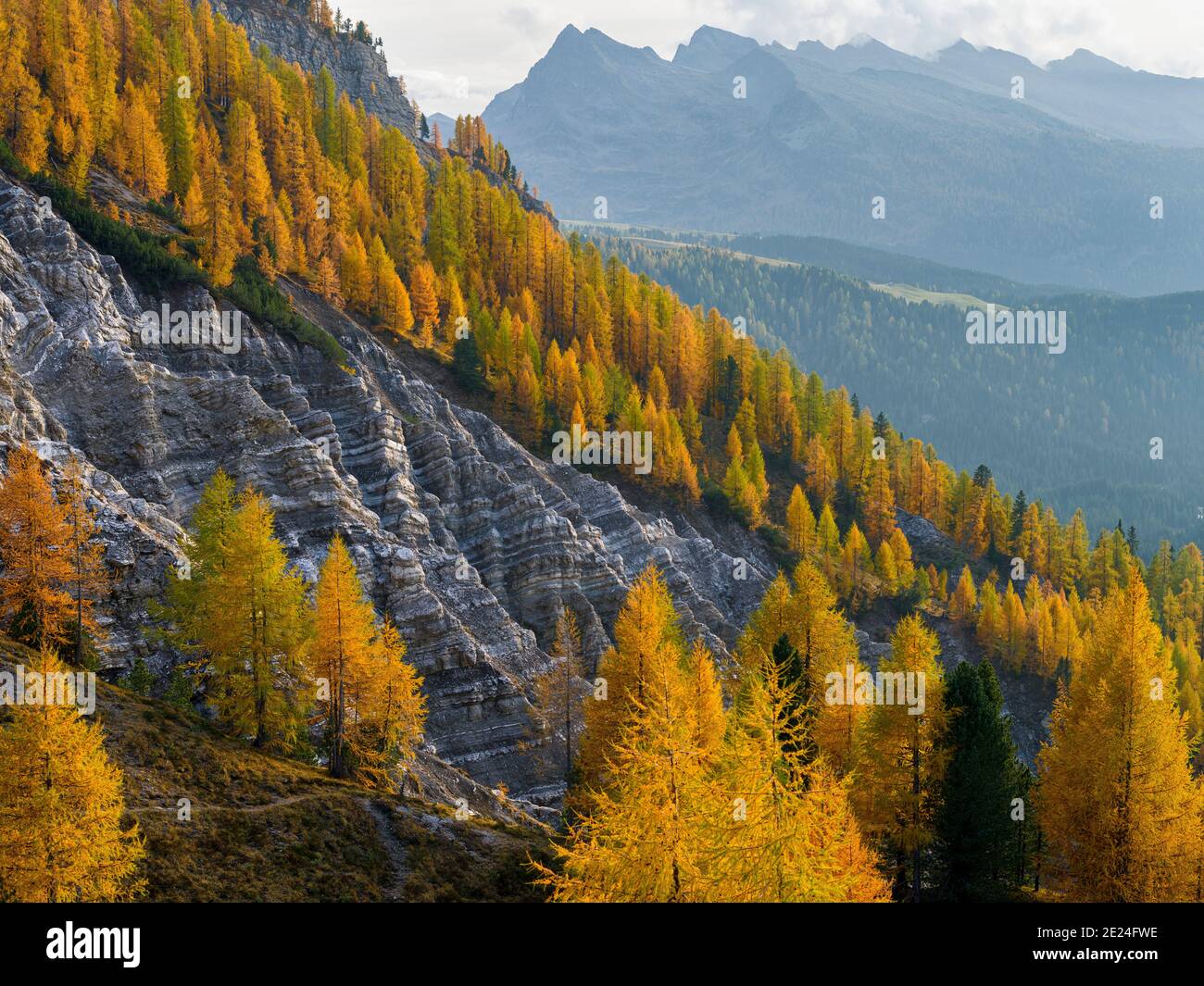 Forest with golden larches (larix) at Passo di Valles.   Pala mountain range (Pale di San Martino) in the dolomites of Trentino. Pala is part of the U Stock Photo