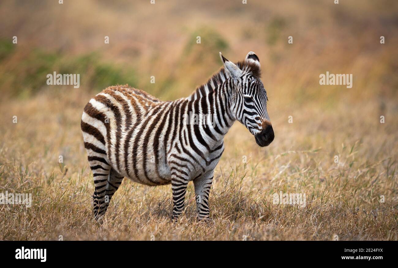 Closeup of a plains zebra in a meadow in Ngorongoro Conservation Area ...