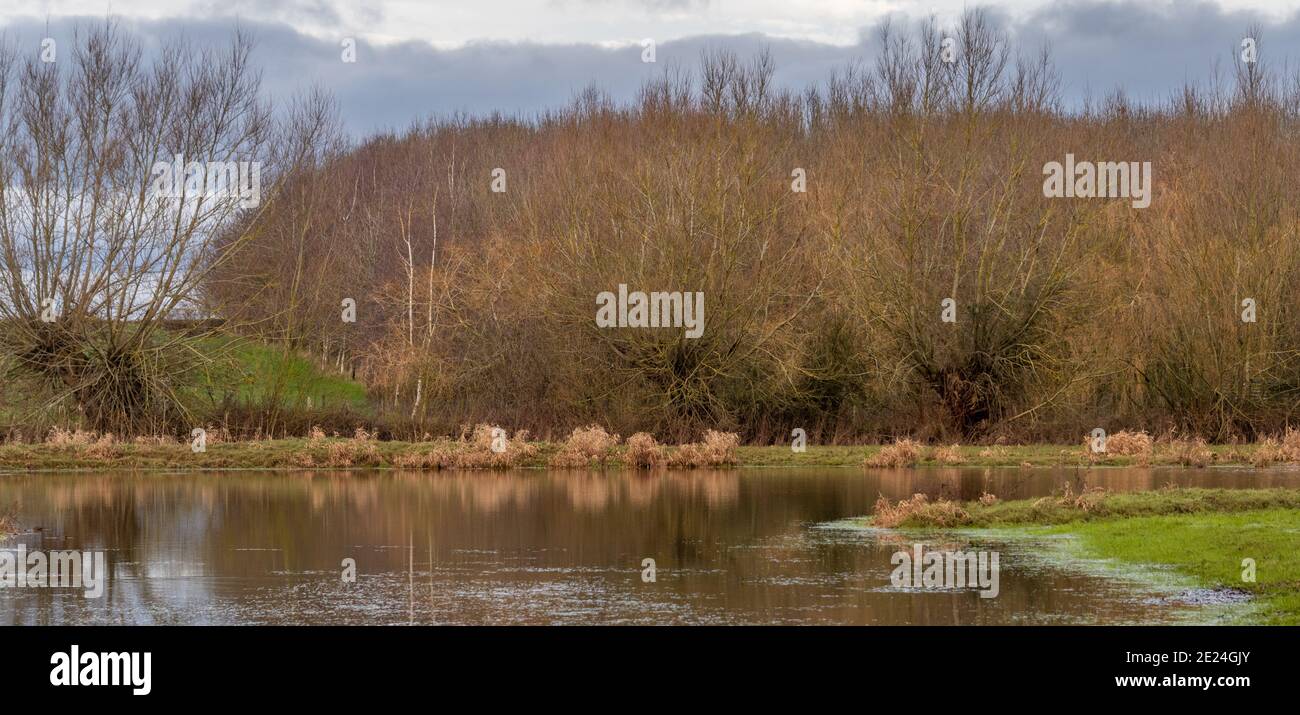 Trees Northern Rivers Trees in landscape hi-res stock photography and images - Alamy