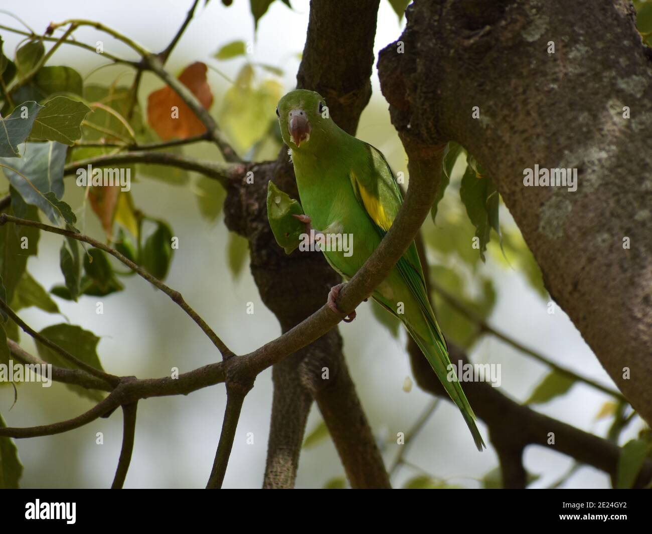 Yellow-chevroned parakeet (brotogeris chiriri), feeding on a kurrajong tree Stock Photo