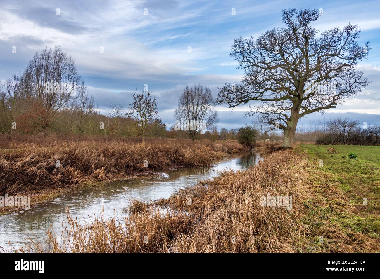 Trees in landscape hi-res stock photography and images - Alamy