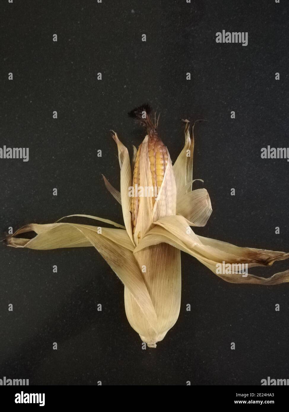 Maize, also known as corn, is a cereal grain first domesticated by