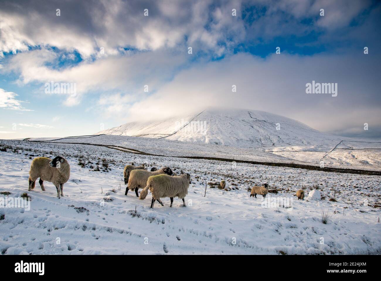 Sheep in the snow near Barley on the side of Pendle Hill, Burnley, Lancashire. Stock Photo