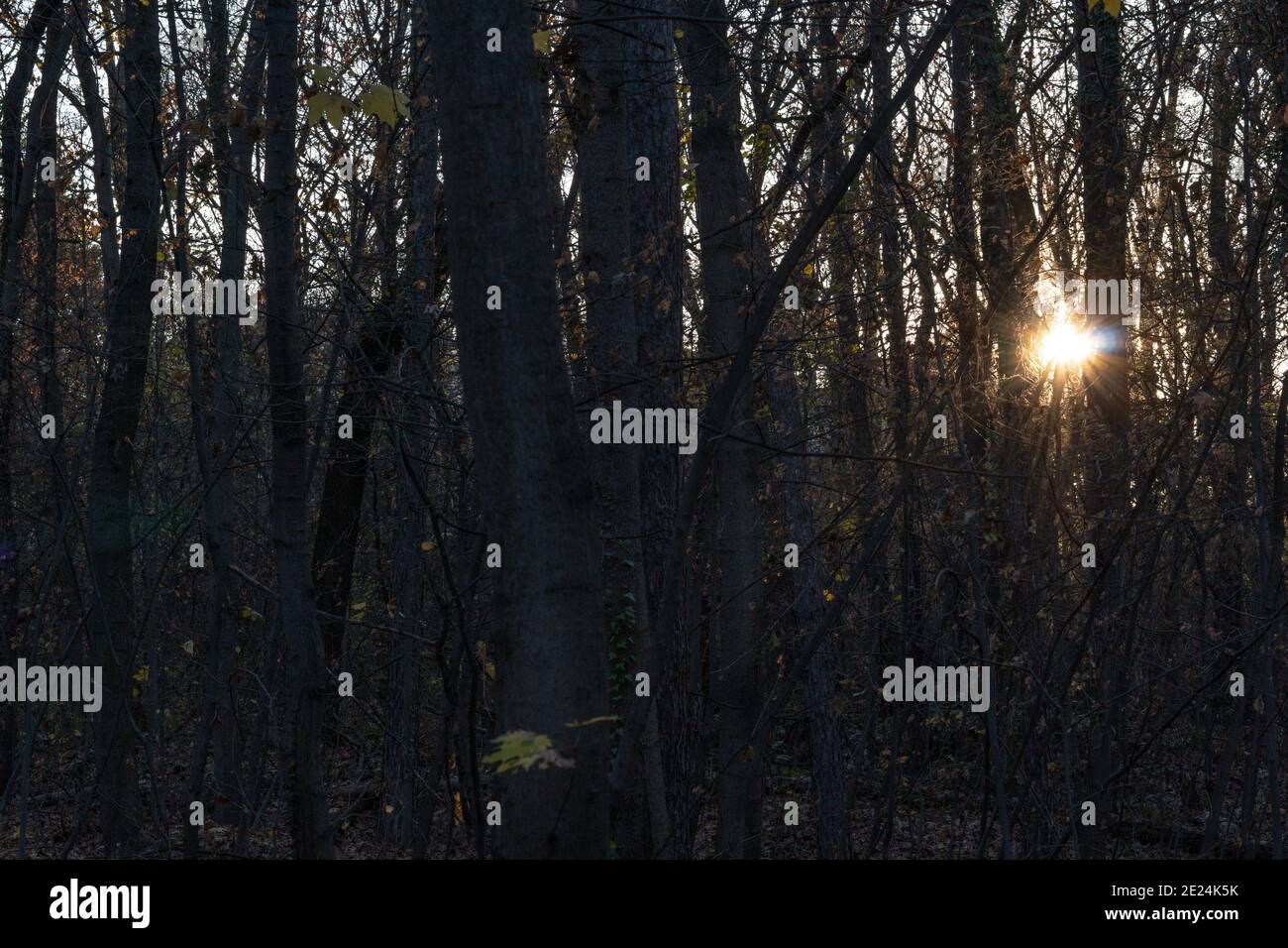 Woods dusk hi-res stock photography and images - Alamy