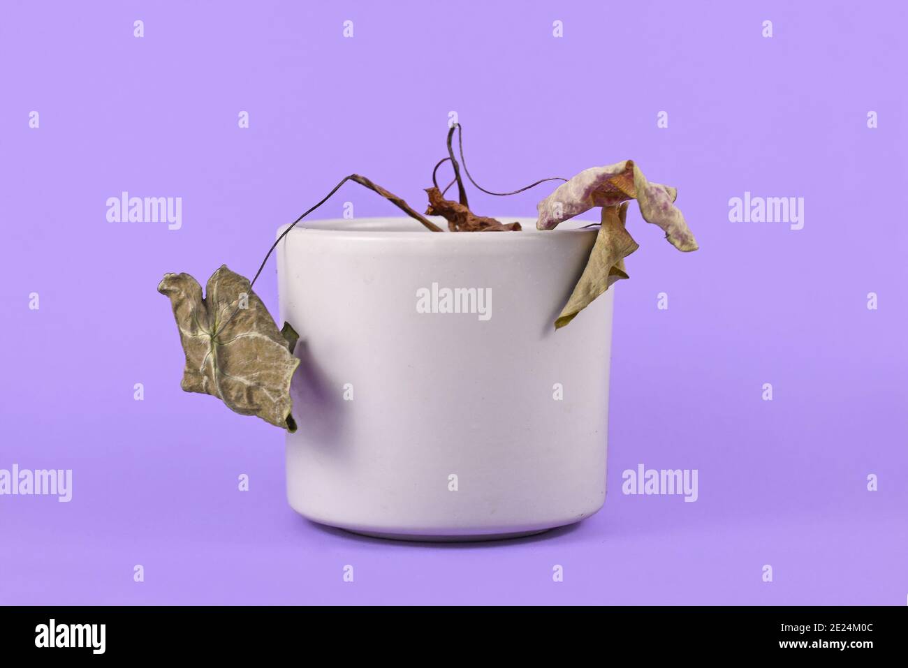Dying plant pot hires stock photography and images Alamy
