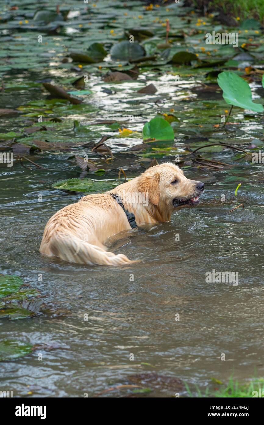 Vertical photo of golden retriever dog playing in water Stock Photo - Alamy