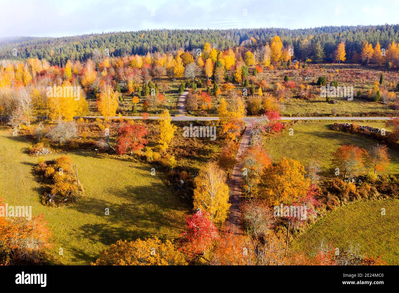 Aerial view birch trees hi-res stock photography and images - Alamy