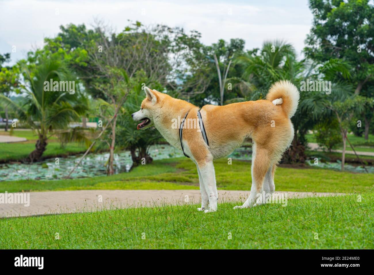 Adorable akita dog smiling in the park Stock Photo