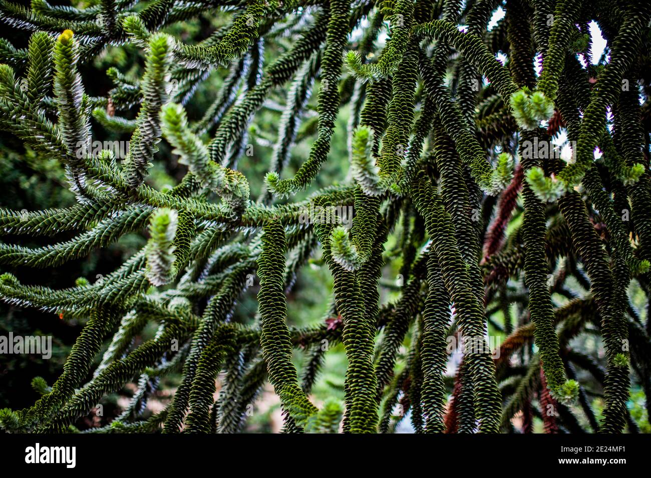 Close-up of monkey puzzle tree Stock Photo