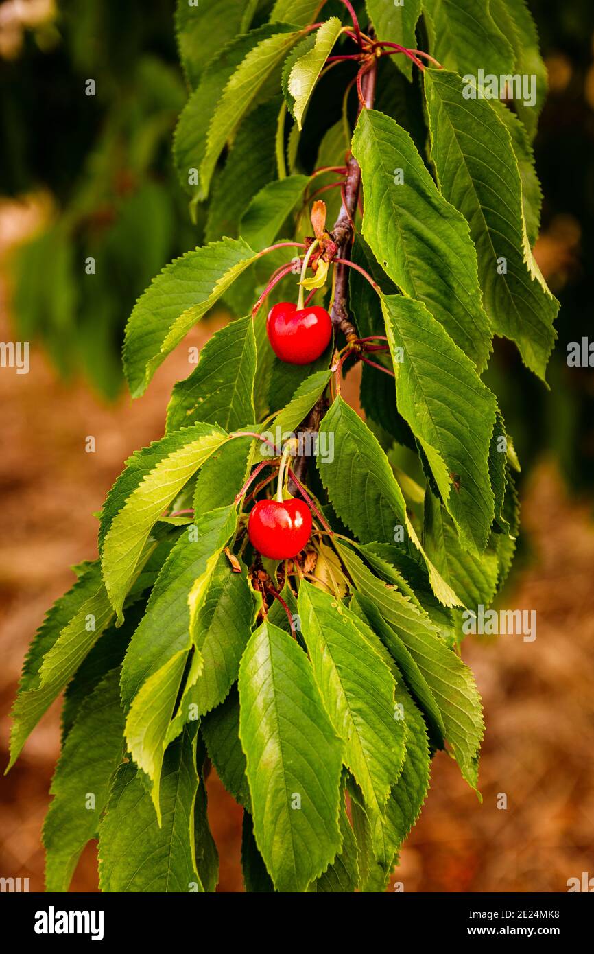 Cherries plum hi-res stock photography and images - Alamy