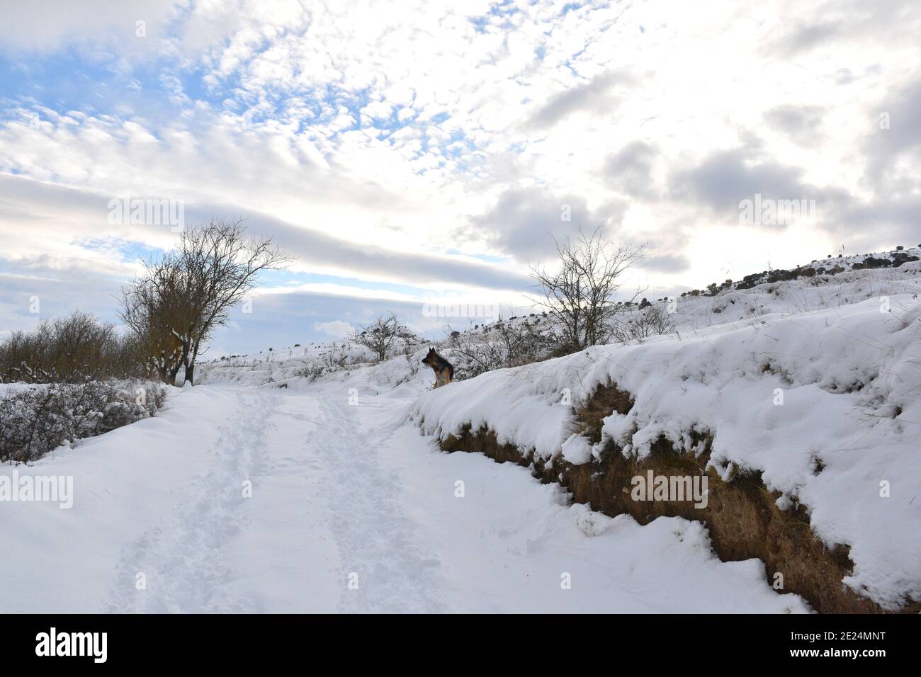 Snowy day with country road, terraces and German shepherd dog. Scene after the snowstorm called Filomena in Spain. January 2021. Stock Photo