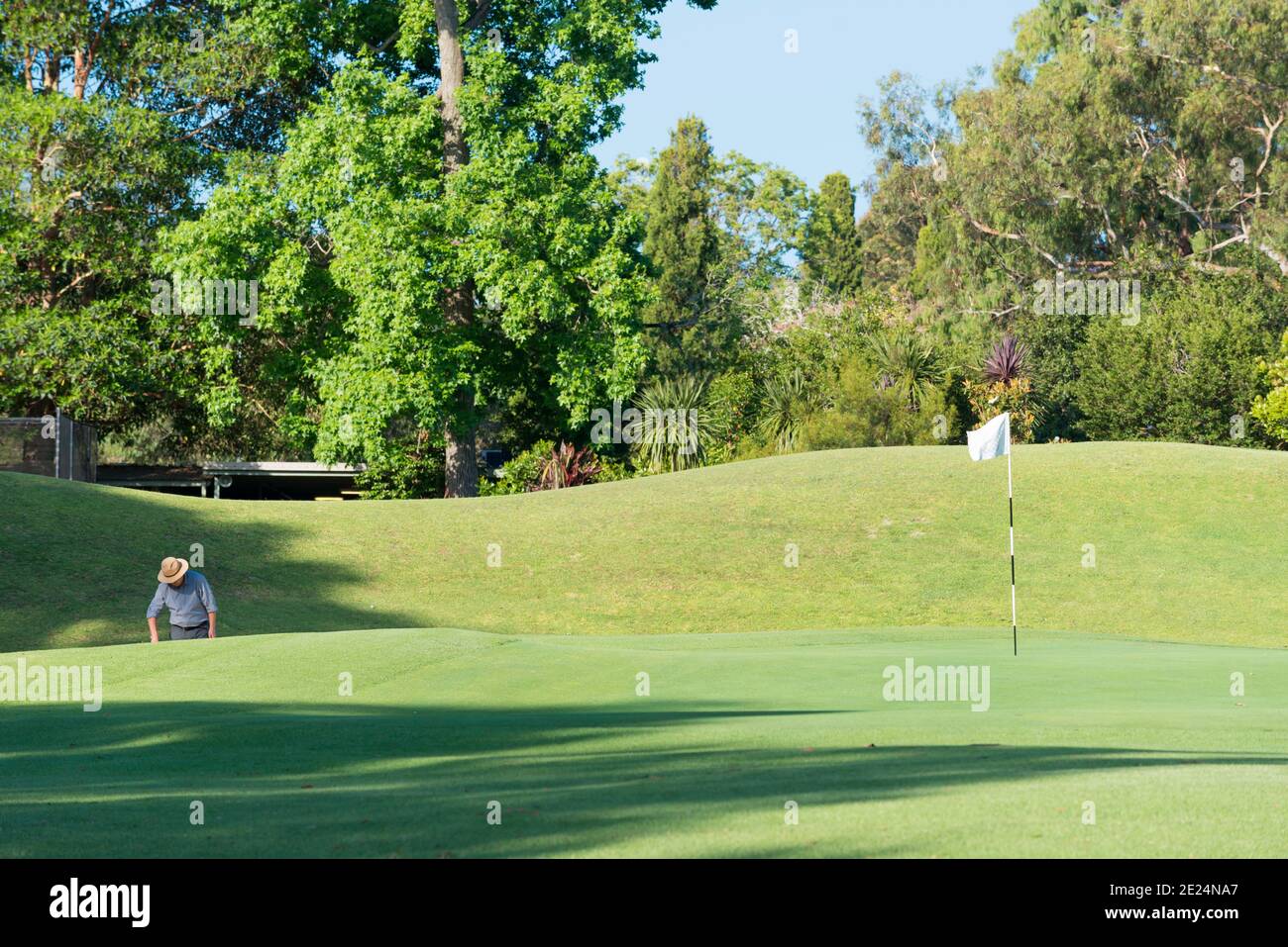 An older male golfer wearing a wide brim hat appears waist deep on a putting green at Gordon Gold Course on the North Shore of Sydney, Australia Stock Photo