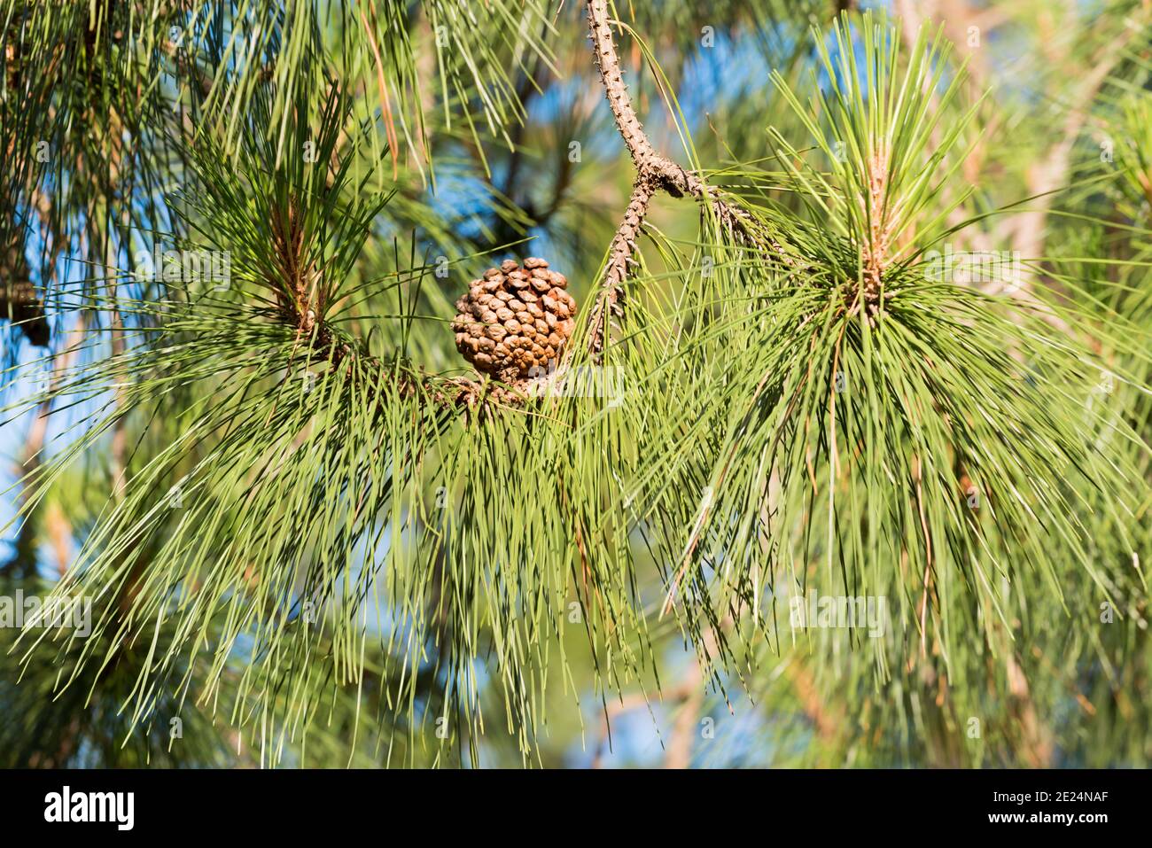 A close up of a cone and needles on a Pinus radiata (Monterey Pine) in