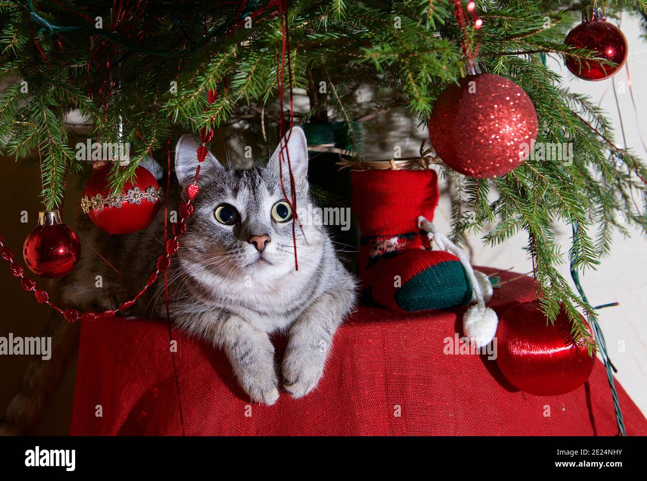Grey cat lying on a table under a Christmas tree Stock Photo