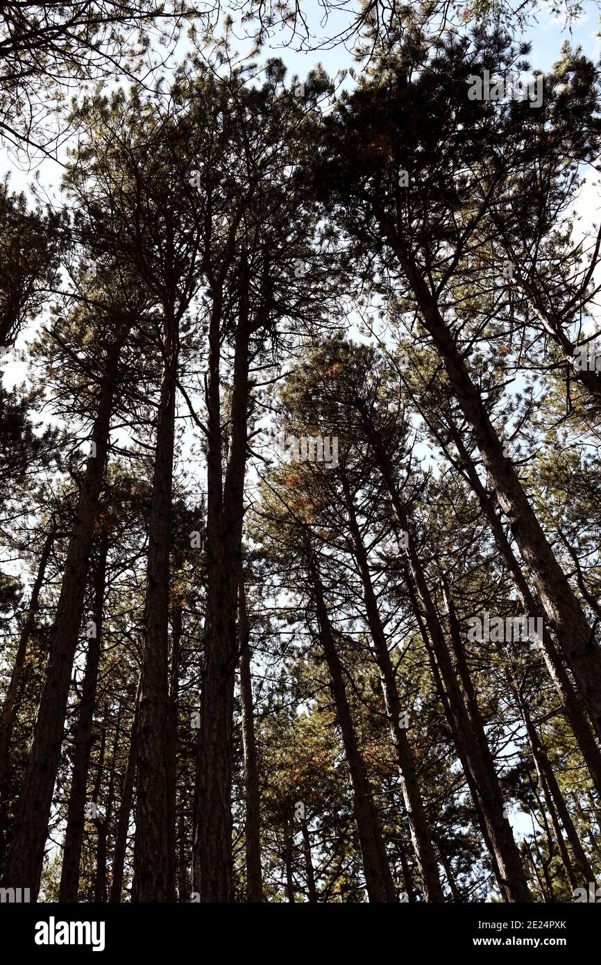 Black pine forest pinus nigra hi-res stock photography and images - Alamy