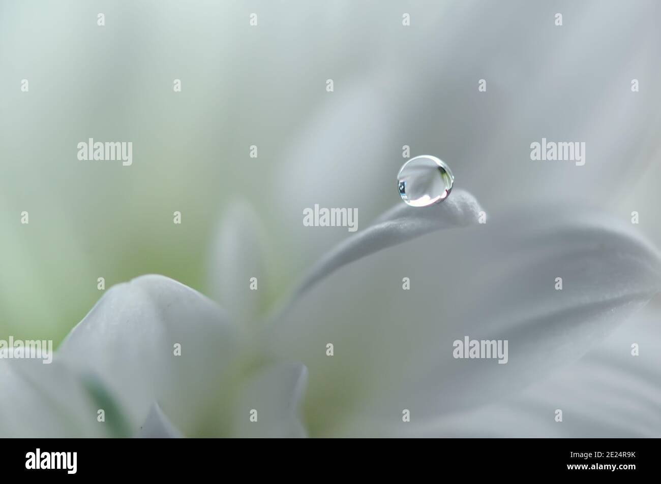Close-up of a morning dew drop on a flower petal Stock Photo