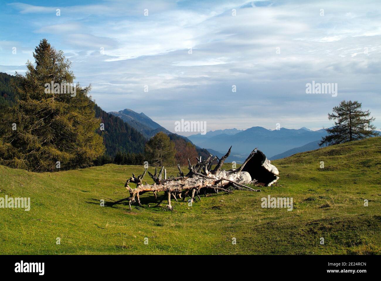 Austria, dead tree trunk on Waisacher Alm in Carinthia Stock Photo