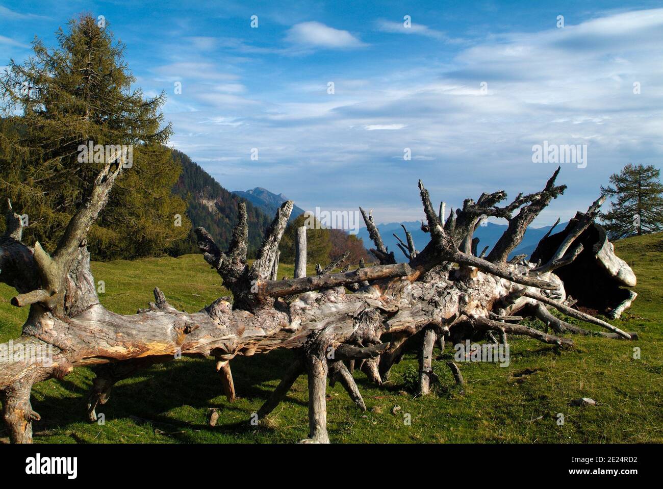 Austria, dead tree trunk on Waisacher Alm in Carinthia Stock Photo