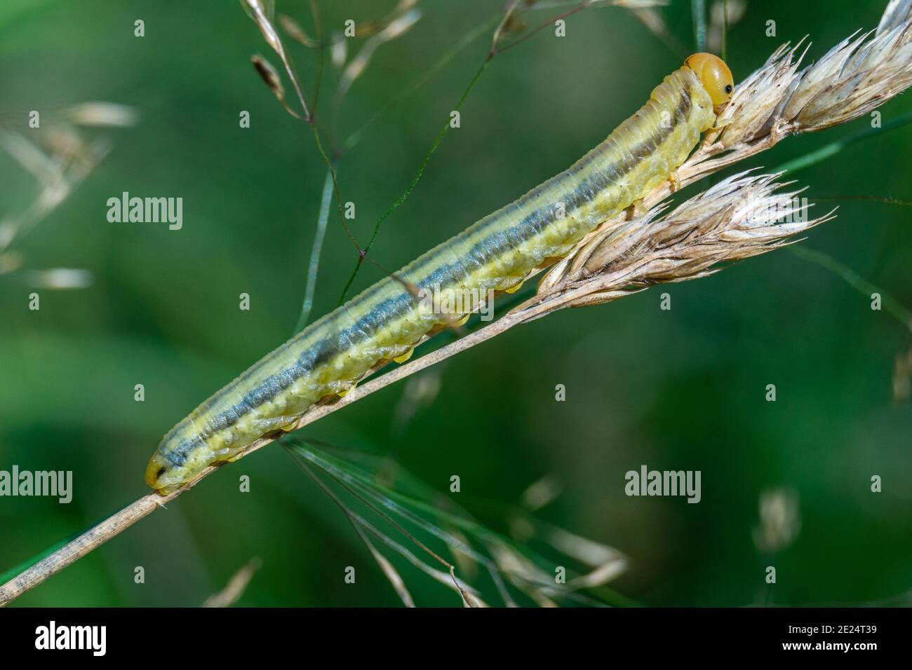 Closeup shot of a caterpillar on a rye stalk against a green background Stock Photo