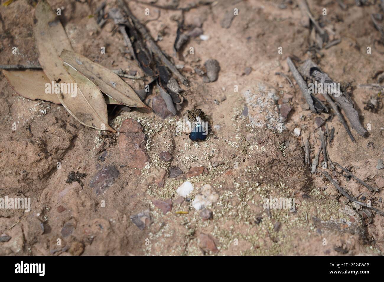 Native Prospecting Examples Gold prospecting area in native bushland Australia, mid-Victoria Stock ...