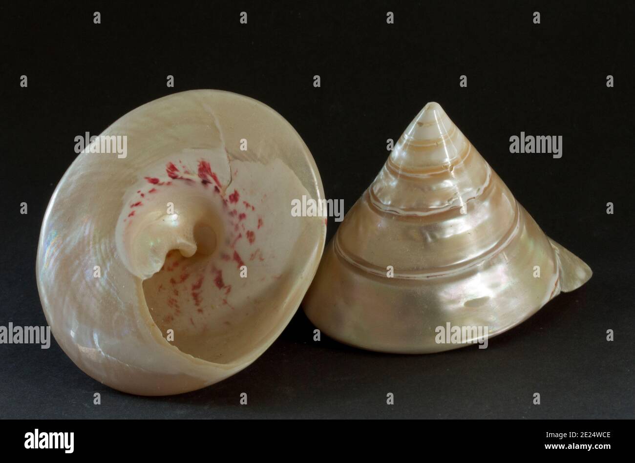The polished exterior of Top Shells, one of the largest of the family, is much sought after for the tourist trade as the finish gives a beauty Stock Photo