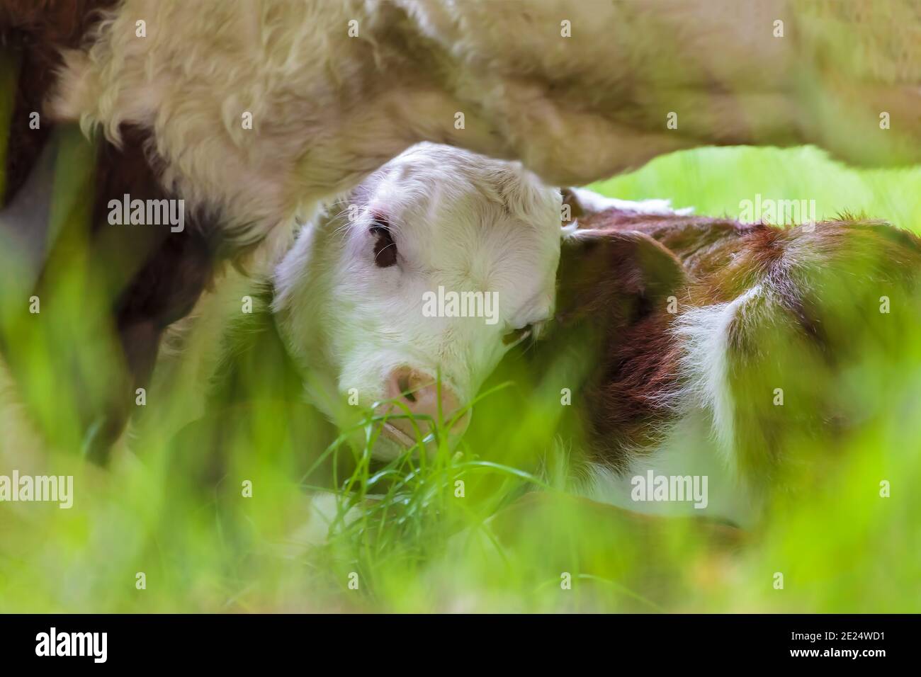 Newborn brown with white Hereford calf seeking shelter by its mother ...