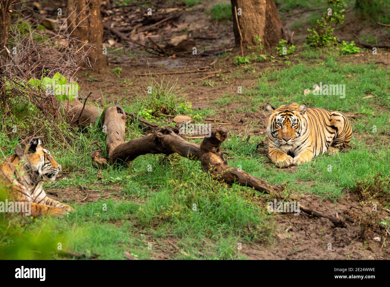 wild bengal tigers or a mating pair with radio collared in naural green