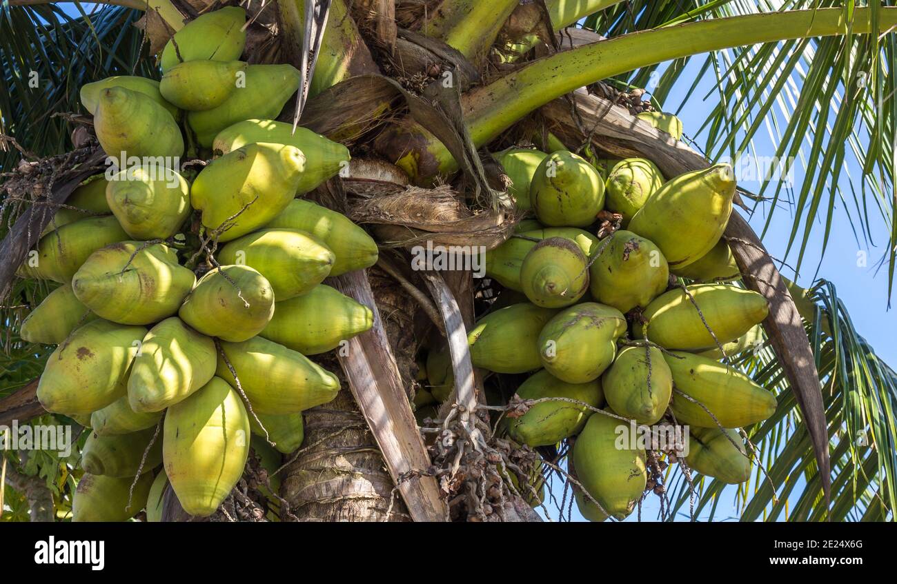 coconuts-on-a-tree-against-the-sky-stock-photo-alamy