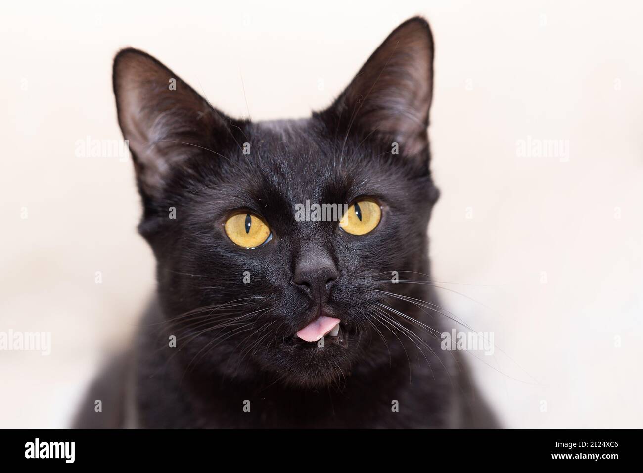 Portrait of a black cat with his mouth ajar against a light background Stock Photo
