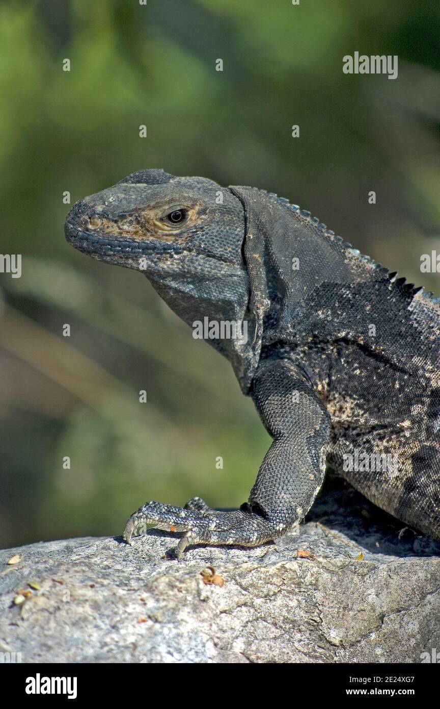 Iguana. Location Parque Nacional Palo Verde, Costa Rica. Photo V.D