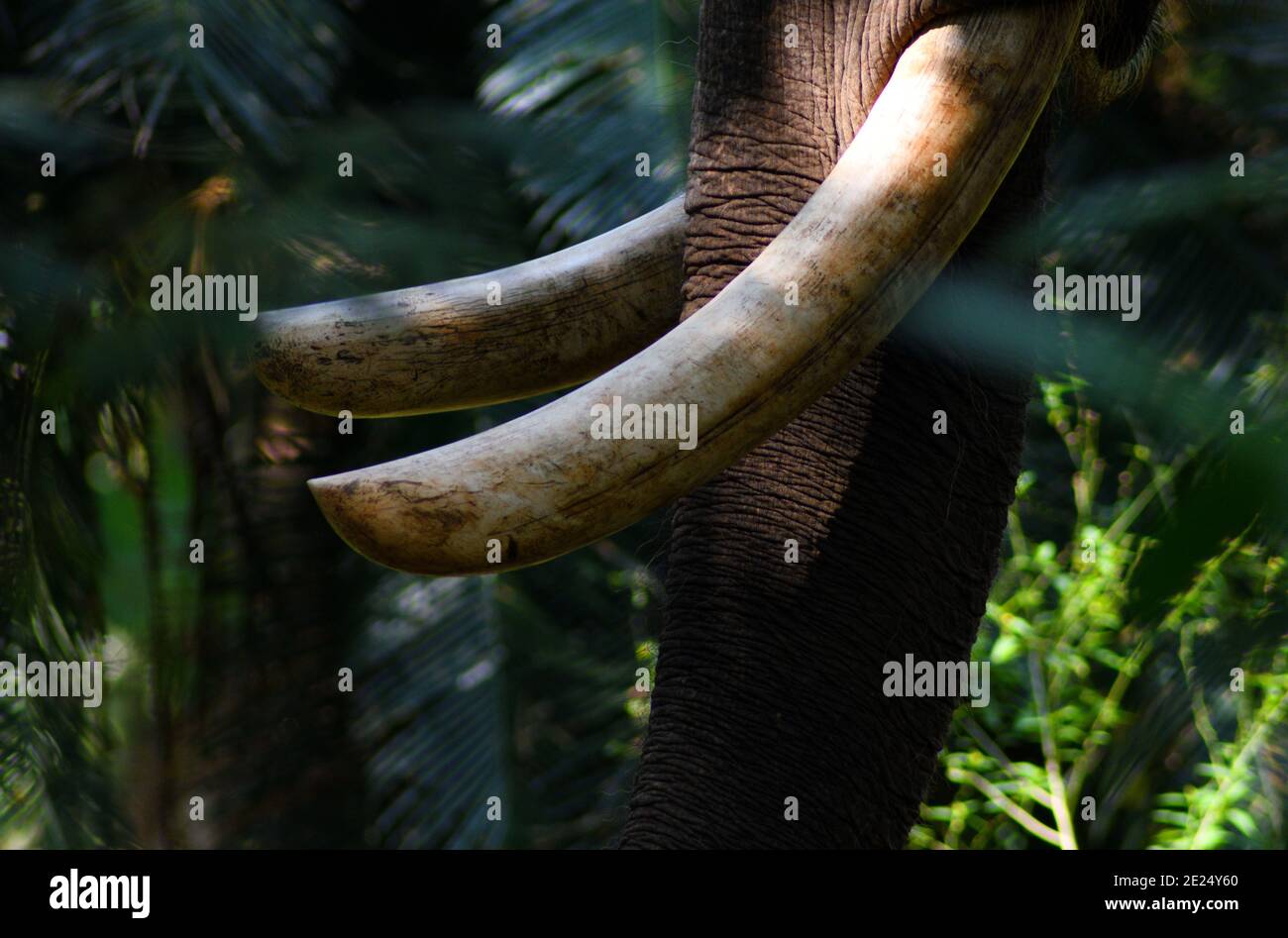 Elephant tusk art hires stock photography and images Alamy